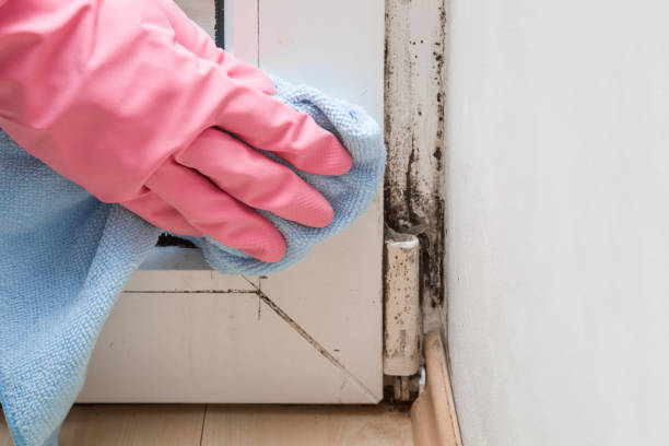 Why You Should Choose Our Mold Remediation Services in Mexia, TX