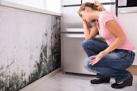 Trusted Mexia, TX Mold Remediation Experts